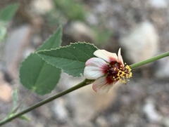 Abutilon incanum