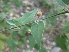 Abutilon incanum