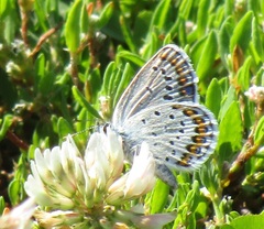Plebejus idas