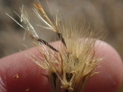 Adenophyllum cooperi