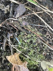 Rhizomnium punctatum