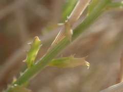 Adenophyllum cooperi
