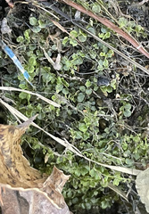 Rhizomnium punctatum