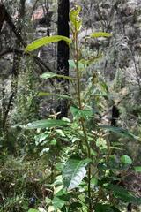 Pomaderris elliptica