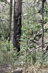 Pomaderris elliptica