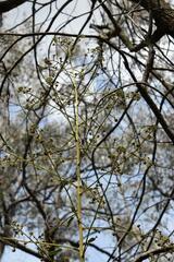 Pomaderris elliptica