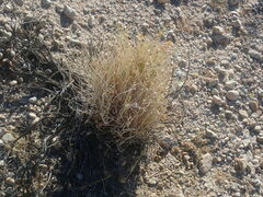 Adenophyllum cooperi