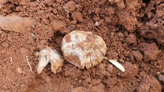 Astraeus hygrometricus