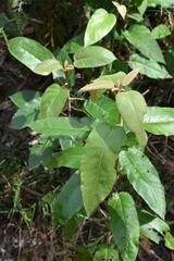 Pomaderris elliptica