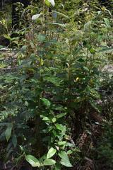 Pomaderris elliptica