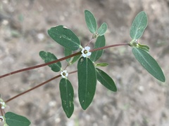 Euphorbia pediculifera