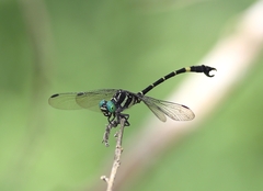 Melligomphus sinicus