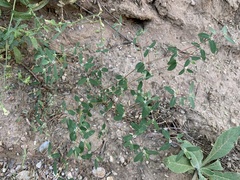 Euphorbia pediculifera
