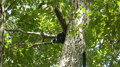 Alouatta pigra