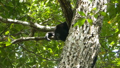 Alouatta pigra