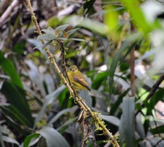 Myiophobus flavicans