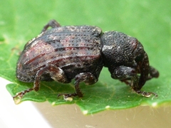 Conotrachelus