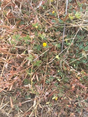 Acmispon wrangelianus