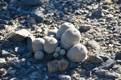 Epithelantha greggii