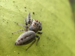 Opisthoncus polyphemus