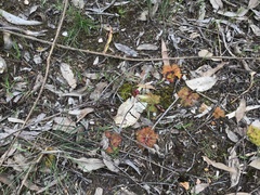 Caladenia reticulata