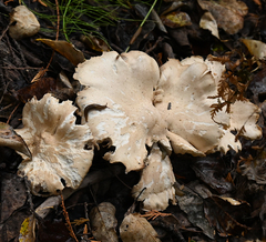 Leucopaxillus gentianeus