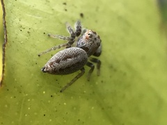 Opisthoncus polyphemus