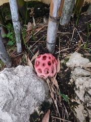 Clathrus crispus