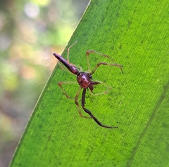 Viciria pavesii