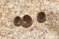 Pezizellaceae