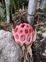 Clathrus crispus