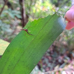 Viciria pavesii