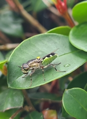 Odontomyia hunteri