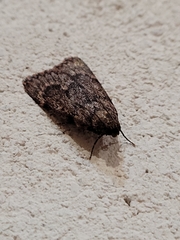 Mimaglossa nauplialis