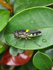 Odontomyia hunteri