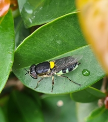 Odontomyia hunteri