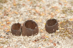 Pezizellaceae