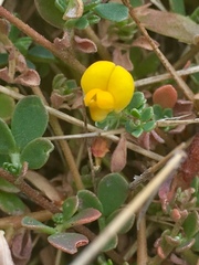 Acmispon wrangelianus