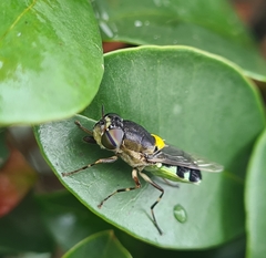 Odontomyia hunteri