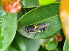 Odontomyia hunteri