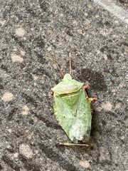 Chlorocoris