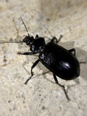 Calosoma marginale