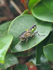 Odontomyia hunteri