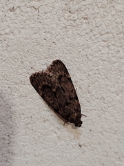 Mimaglossa nauplialis