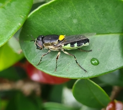 Odontomyia hunteri