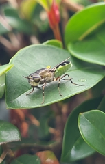 Odontomyia hunteri