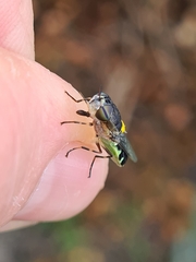 Odontomyia hunteri