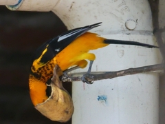 Icterus pectoralis