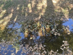 Ludwigia peploides glabrescens