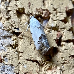Acontiini